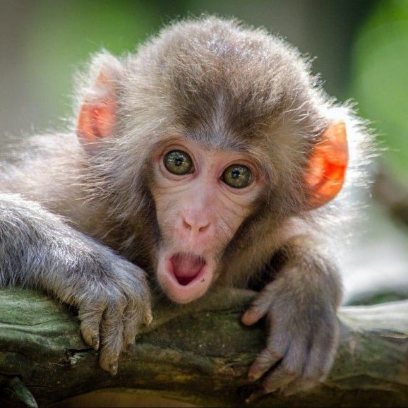 🌸 Fondants Parfumés Personnalisés avec Message – Cire Végétale Artisanale - Les Fondants d'Aliyah - Fondant parfumé