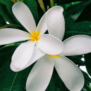 🌸 Fondants Parfumés Personnalisés avec Message – Cire Végétale Artisanale - Les Fondants d'Aliyah - Fondant parfumé